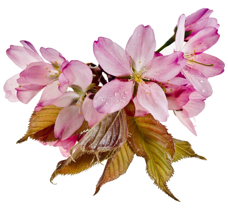 Which Perfect Pink Cherry By Ada Hasloecher
