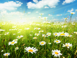 Spring Is Almost Here and So Is My Revitalized Website by Ada Hasloecher